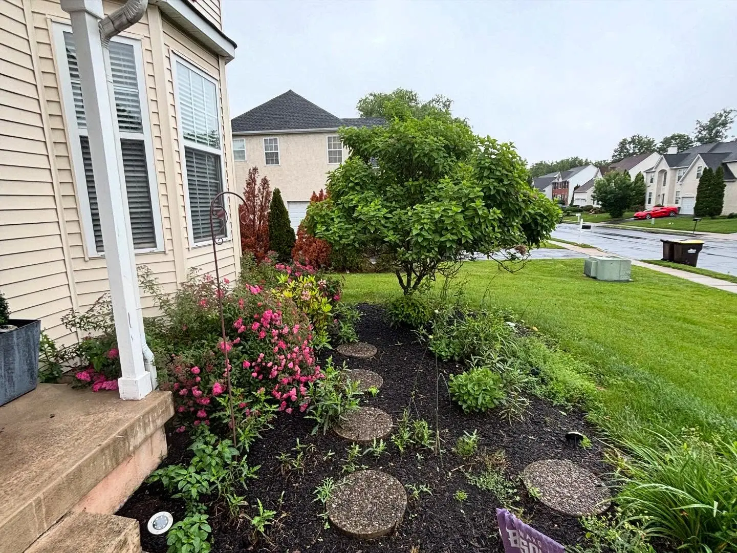 Front planting bed before cleanup, with weeds growing through the mulch